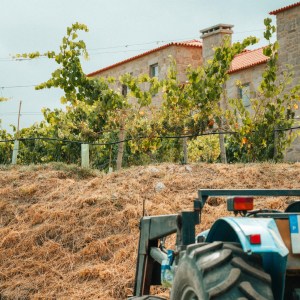 monção grape harvest experience