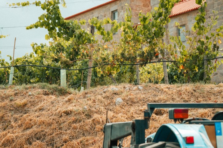 monção grape harvest experience