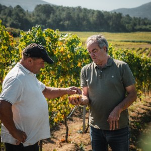 monção grape harvest experience