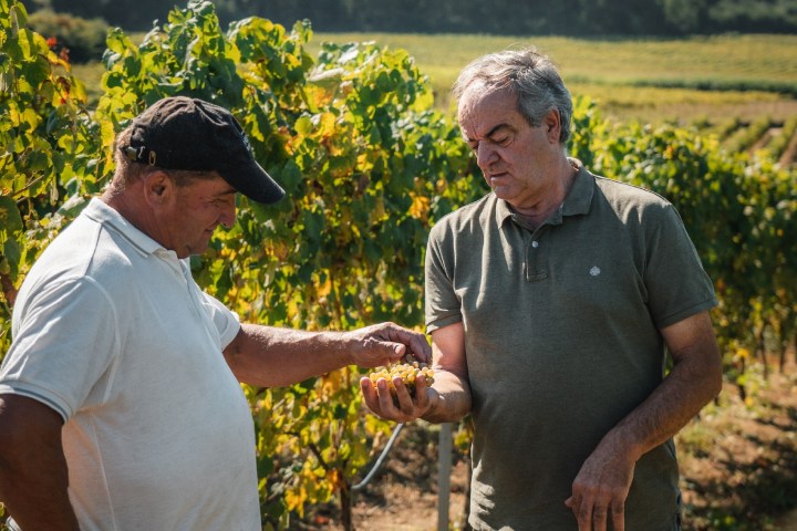 monção grape harvest experience