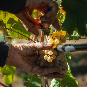 monção grape harvest experience