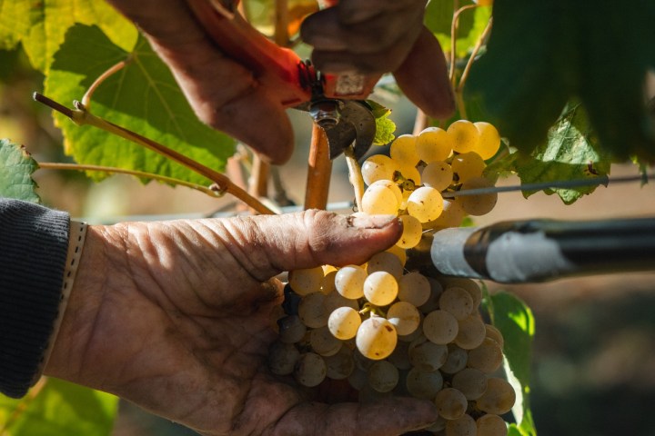 monção grape harvest experience