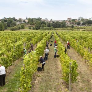 monção grape harvest experience