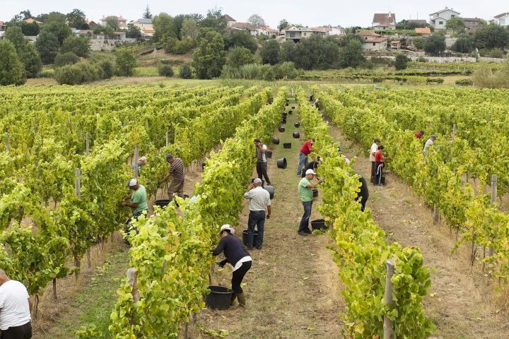 monção grape harvest experience