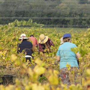 monção grape harvest experience