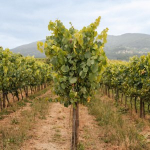 monção grape harvest experience