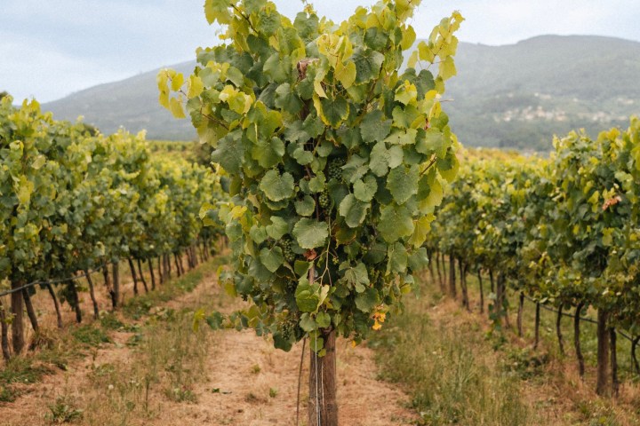 monção grape harvest experience