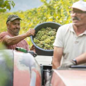 monção grape harvest experience