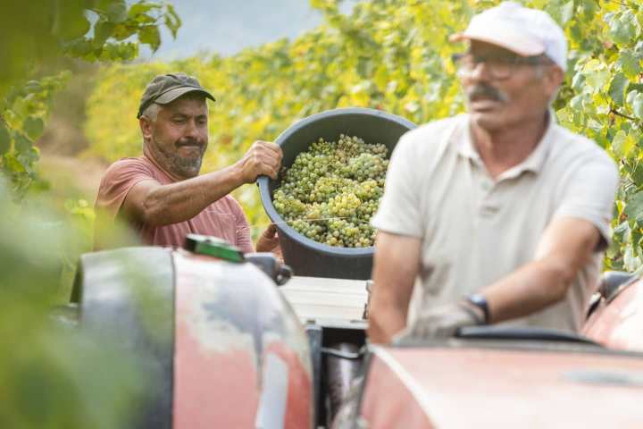 monção grape harvest experience