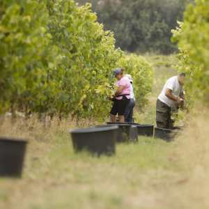 monção grape harvest experience
