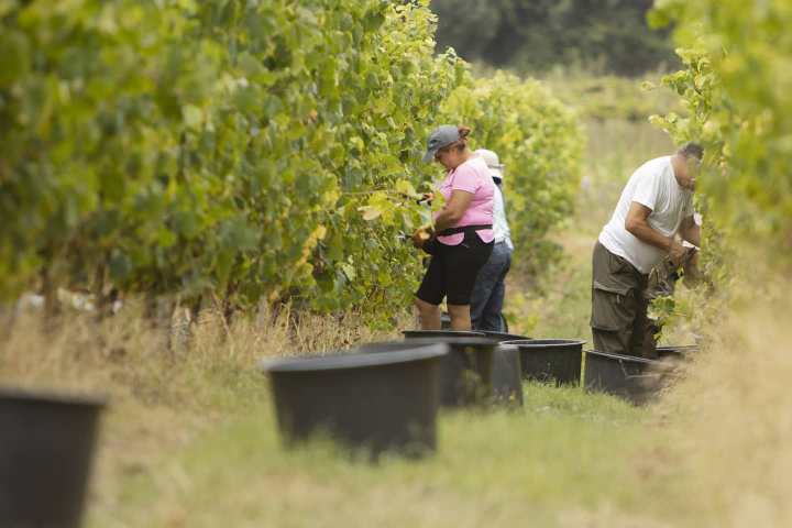 monção grape harvest experience