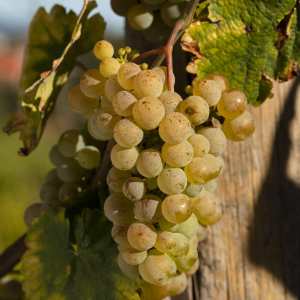 monção grape harvest experience