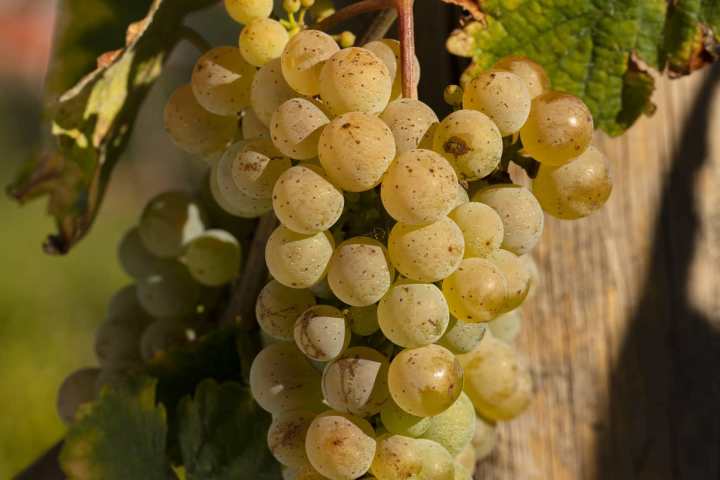 monção grape harvest experience