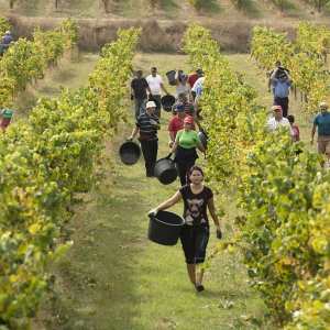 monção grape harvest experience