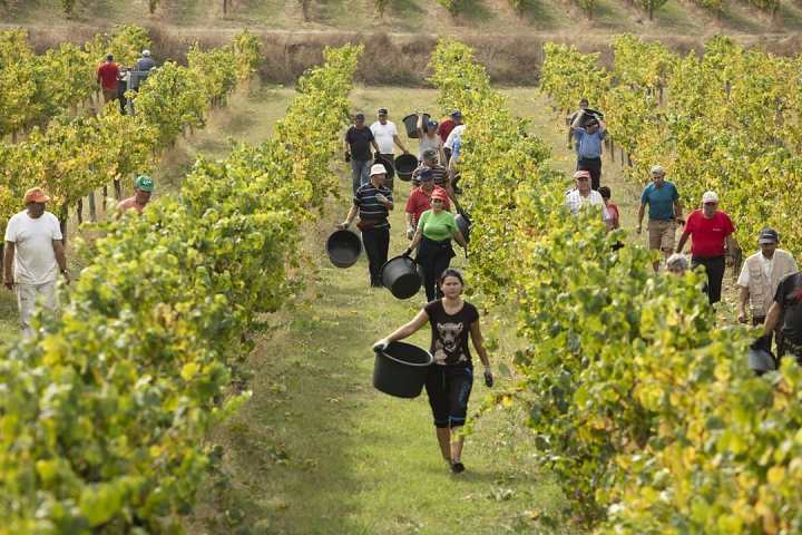 monção grape harvest experience
