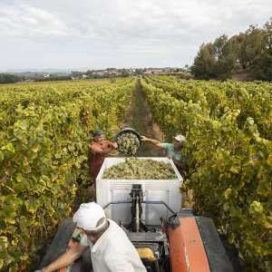 monção grape harvest experience