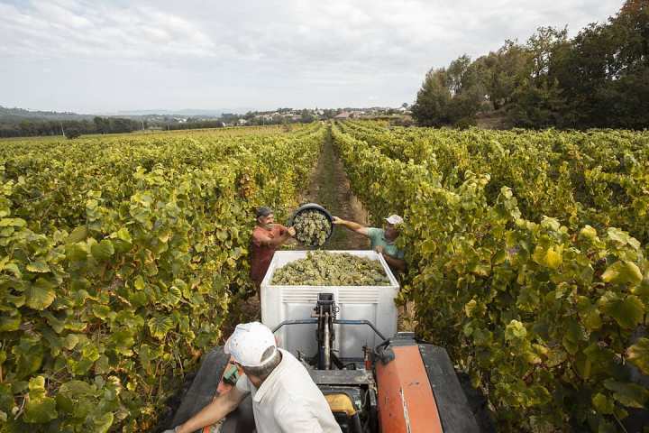 monção grape harvest experience