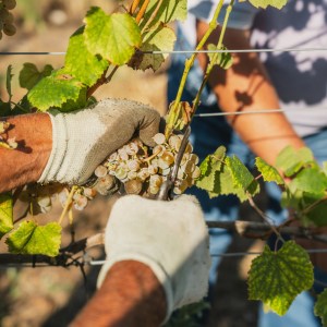 monção grape harvest experience