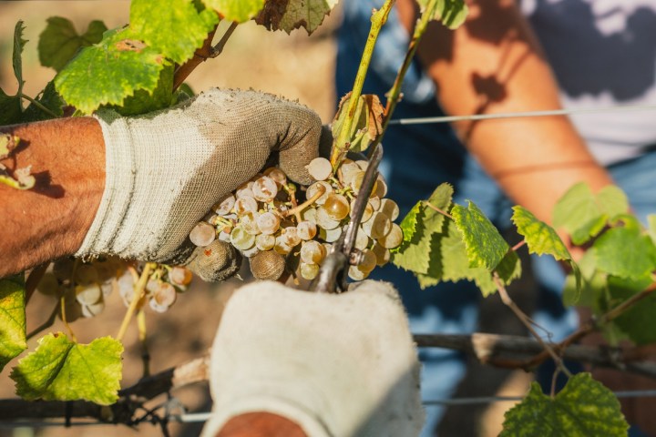 monção grape harvest experience