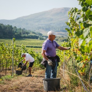 monção grape harvest experience