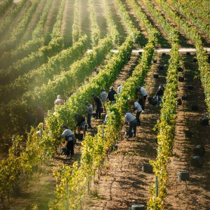 monção grape harvest experience