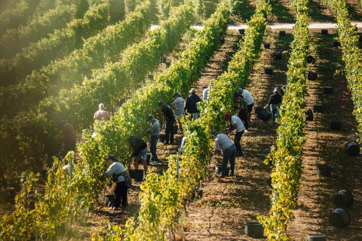 monção grape harvest experience