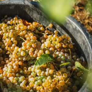 monção grape harvest experience