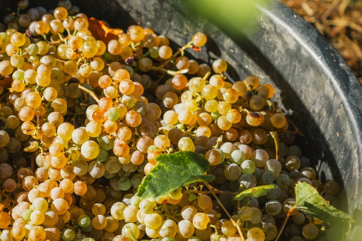 monção grape harvest experience