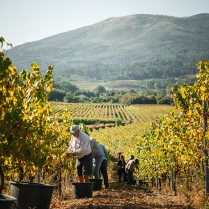 monção grape harvest experience