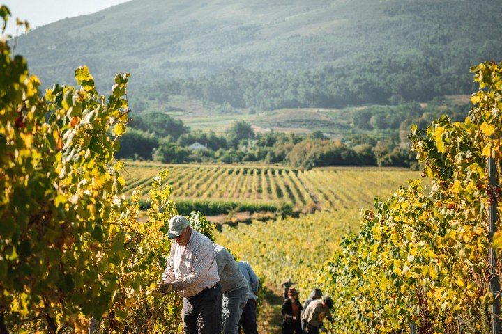 monção grape harvest experience