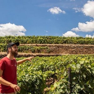 viseu grape harvest experience