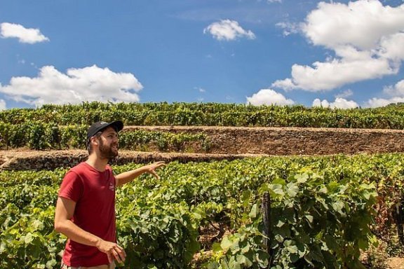viseu grape harvest experience