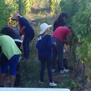 viseu grape harvest experience