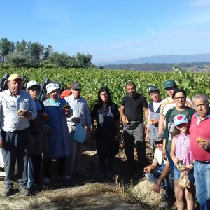 viseu grape harvest experience