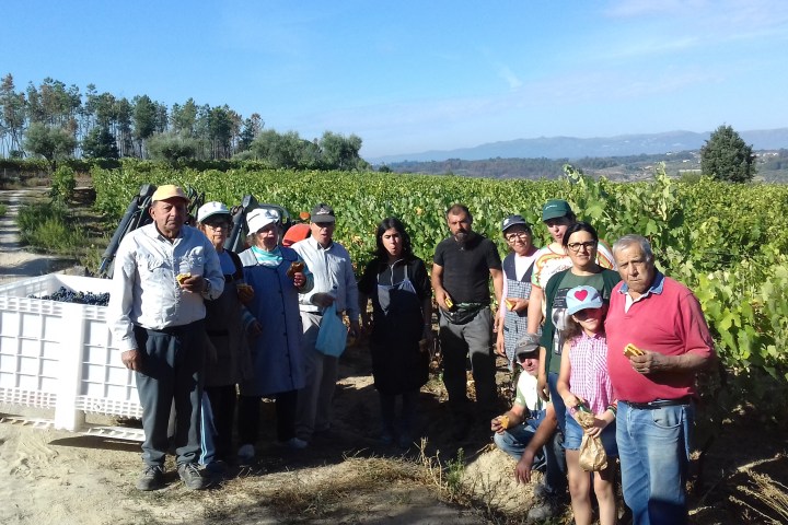 viseu grape harvest experience
