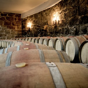 viseu grape harvest experience