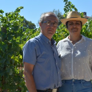 viseu grape harvest experience