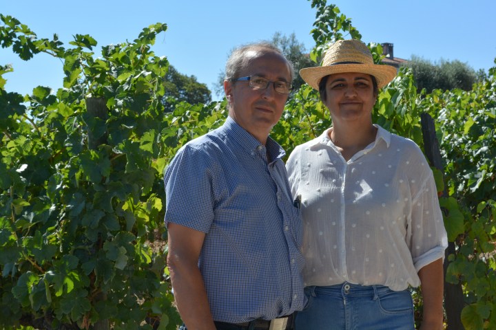 viseu grape harvest experience