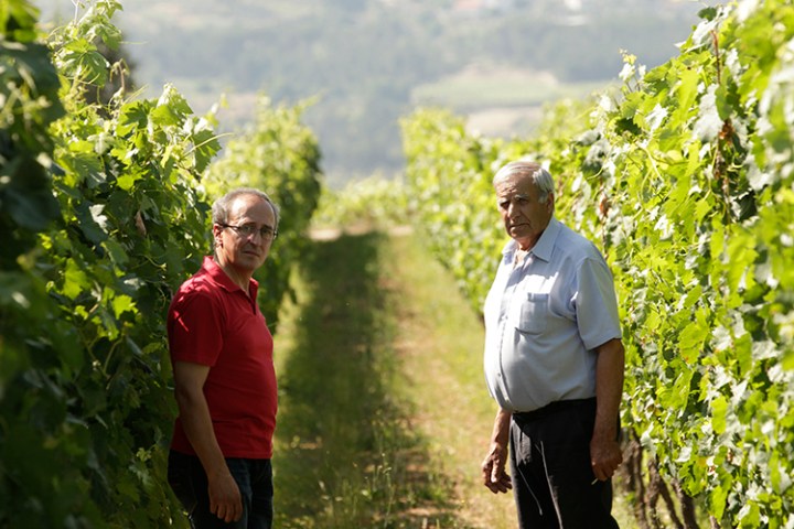 viseu grape harvest experience