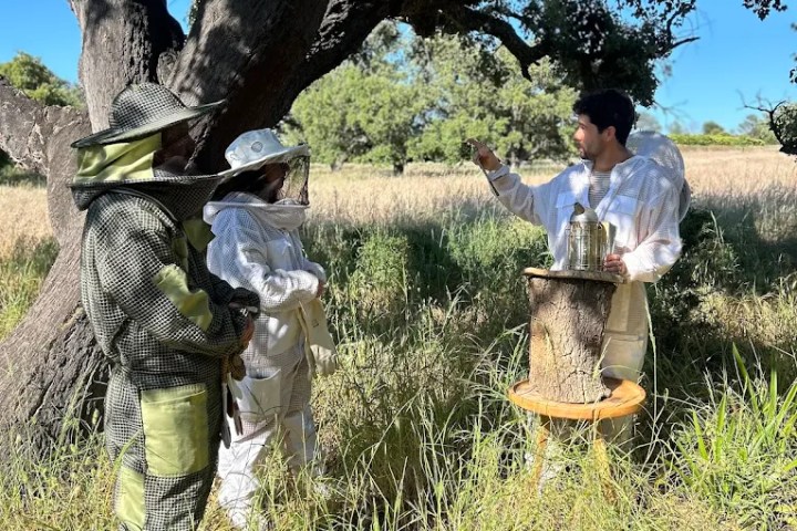 Algarve beekeeping experience