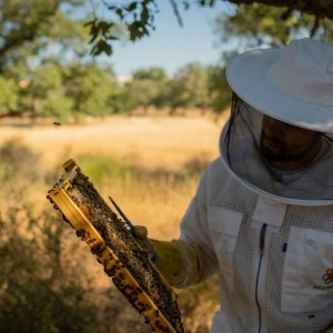 Algarve beekeeping experience