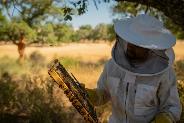 Algarve beekeeping experience
