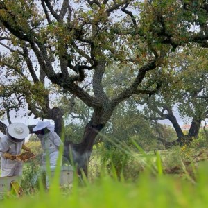 Algarve beekeeping experience