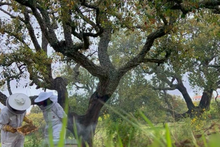 Algarve beekeeping experience