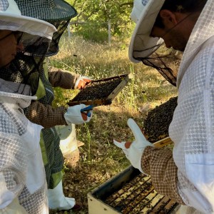 Algarve beekeeping experience