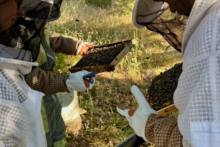 Algarve beekeeping experience