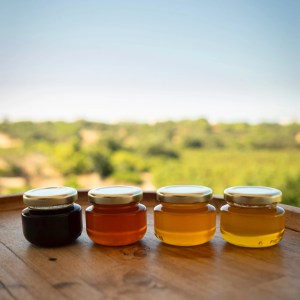 Algarve beekeeping experience