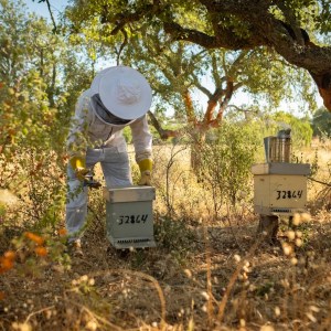 Algarve beekeeping experience