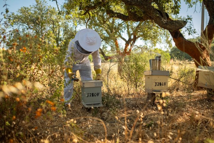 Algarve beekeeping experience