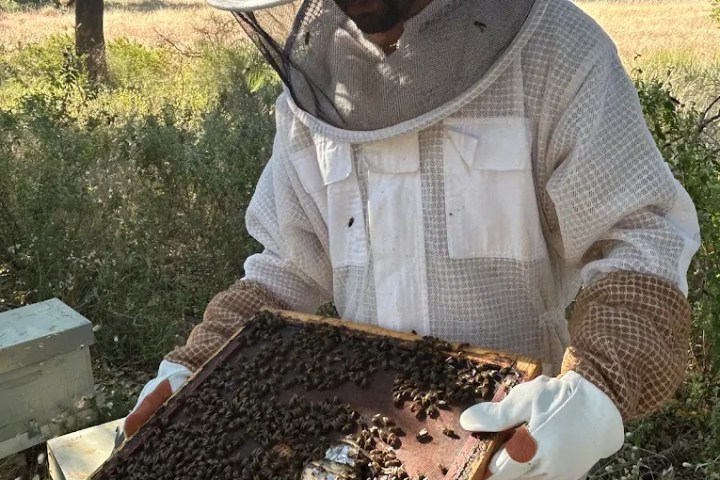 Algarve beekeeping experience